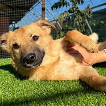 LEO, Hund, Mischlingshund in Rumänien - Bild 6