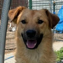 LEO, Hund, Mischlingshund in Rumänien - Bild 9