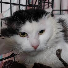 BOSCO, Katze, Langhaarkatze in Italien - Bild 10