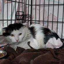 BOSCO, Katze, Langhaarkatze in Italien - Bild 4