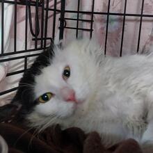 BOSCO, Katze, Langhaarkatze in Italien - Bild 5