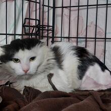 BOSCO, Katze, Langhaarkatze in Italien - Bild 7