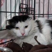 BOSCO, Katze, Langhaarkatze in Italien - Bild 8