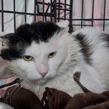 BOSCO, Katze, Langhaarkatze in Italien - Bild 9