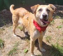 JOLA, Hund, Mischlingshund in Rumänien - Bild 2