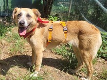 JOLA, Hund, Mischlingshund in Rumänien - Bild 3