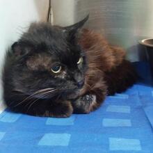 HULK, Katze, Langhaarkatze in Italien - Bild 1