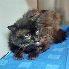 HULK, Katze, Langhaarkatze in Italien - Bild 2