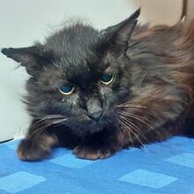 HULK, Katze, Langhaarkatze in Italien - Bild 3