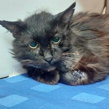 HULK, Katze, Langhaarkatze in Italien - Bild 5