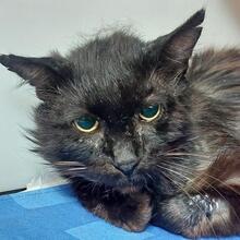 HULK, Katze, Langhaarkatze in Italien - Bild 6