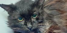 HULK, Katze, Langhaarkatze in Italien - Bild 7