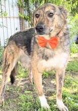 MELBA, Hund, Mischlingshund in Rumänien - Bild 1