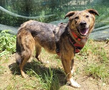 MELBA, Hund, Mischlingshund in Rumänien - Bild 2
