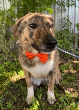 MELBA, Hund, Mischlingshund in Rumänien - Bild 3