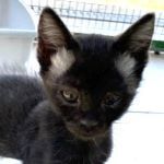 FIDELIO, Katze, Europäisch Kurzhaar in Italien