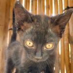 FINDUS, Katze, Europäisch Kurzhaar in Italien - Bild 1