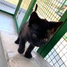 FINDUS, Katze, Europäisch Kurzhaar in Italien - Bild 2