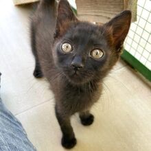 FINDUS, Katze, Europäisch Kurzhaar in Italien - Bild 3