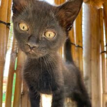 FINDUS, Katze, Europäisch Kurzhaar in Italien - Bild 5
