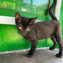 FINJA, Katze, Europäisch Kurzhaar in Italien - Bild 3
