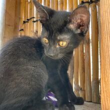 FINJA, Katze, Europäisch Kurzhaar in Italien - Bild 4