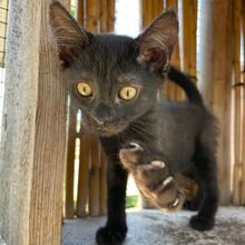 FINJA, Katze, Europäisch Kurzhaar in Italien - Bild 5