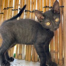 FINJA, Katze, Europäisch Kurzhaar in Italien - Bild 6