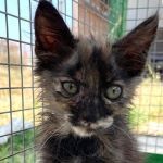 GAIA, Katze, Europäisch Kurzhaar in Italien - Bild 1
