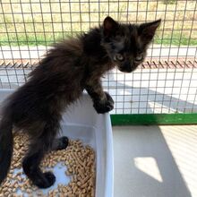 GAIA, Katze, Europäisch Kurzhaar in Italien - Bild 2