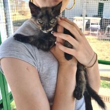 GAIA, Katze, Europäisch Kurzhaar in Italien - Bild 3