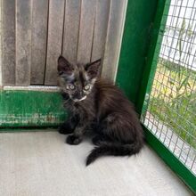 GAIA, Katze, Europäisch Kurzhaar in Italien - Bild 4