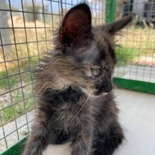 GAIA, Katze, Europäisch Kurzhaar in Italien - Bild 5