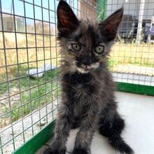 GAIA, Katze, Europäisch Kurzhaar in Italien - Bild 6