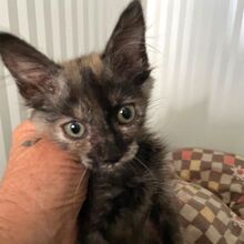 GAIA, Katze, Europäisch Kurzhaar in Italien - Bild 7