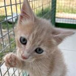 GINGER, Katze, Europäisch Kurzhaar in Italien - Bild 1
