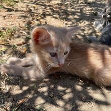 GINGER, Katze, Europäisch Kurzhaar in Italien - Bild 2
