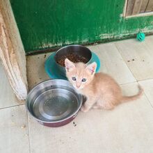 GINGER, Katze, Europäisch Kurzhaar in Italien - Bild 3