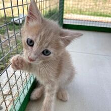 GINGER, Katze, Europäisch Kurzhaar in Italien - Bild 4