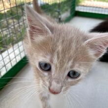 GINGER, Katze, Europäisch Kurzhaar in Italien - Bild 5