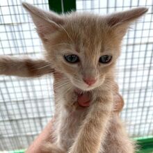 GINGER, Katze, Europäisch Kurzhaar in Italien - Bild 6