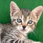 GINKO, Katze, Europäisch Kurzhaar in Italien - Bild 1