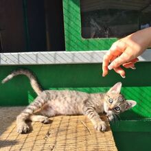 GINKO, Katze, Europäisch Kurzhaar in Italien - Bild 2