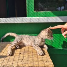 GINKO, Katze, Europäisch Kurzhaar in Italien - Bild 3