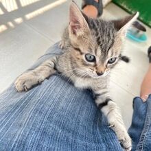GINKO, Katze, Europäisch Kurzhaar in Italien - Bild 4