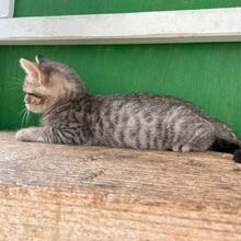 GINKO, Katze, Europäisch Kurzhaar in Italien - Bild 5