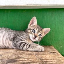 GINKO, Katze, Europäisch Kurzhaar in Italien - Bild 6