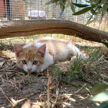 IOLE, Katze, Europäisch Kurzhaar in Italien - Bild 2