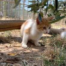 IOLE, Katze, Europäisch Kurzhaar in Italien - Bild 3