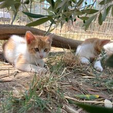 IOLE, Katze, Europäisch Kurzhaar in Italien - Bild 4